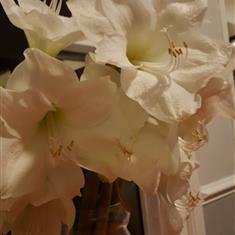 6 amaryllis 