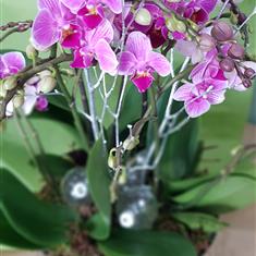 Luxury orchid arrangement 
