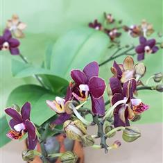 Orchid mini in pot