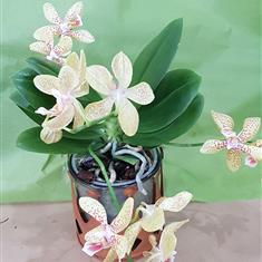 Mini orchid in pot