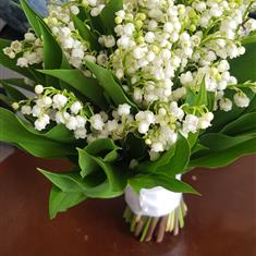 Lily of the valley 