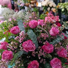 Hot pink 20 roses
