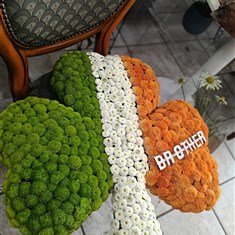 Irish shamrock 